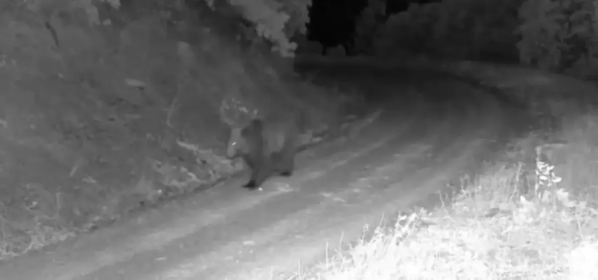 Çankırı'da fotokapanlara iki ayı yansıdı