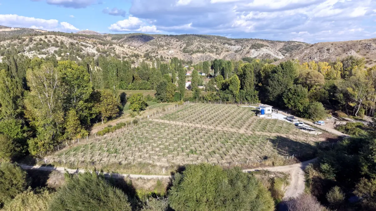 Alpsarı Göleti yakınında 550 kızılcık ağacı ilk hasadını verdi