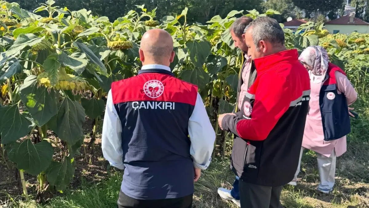 Çankırı'dan Çorum'a yağlık ayçiçeği üretimi için teknik ziyaret