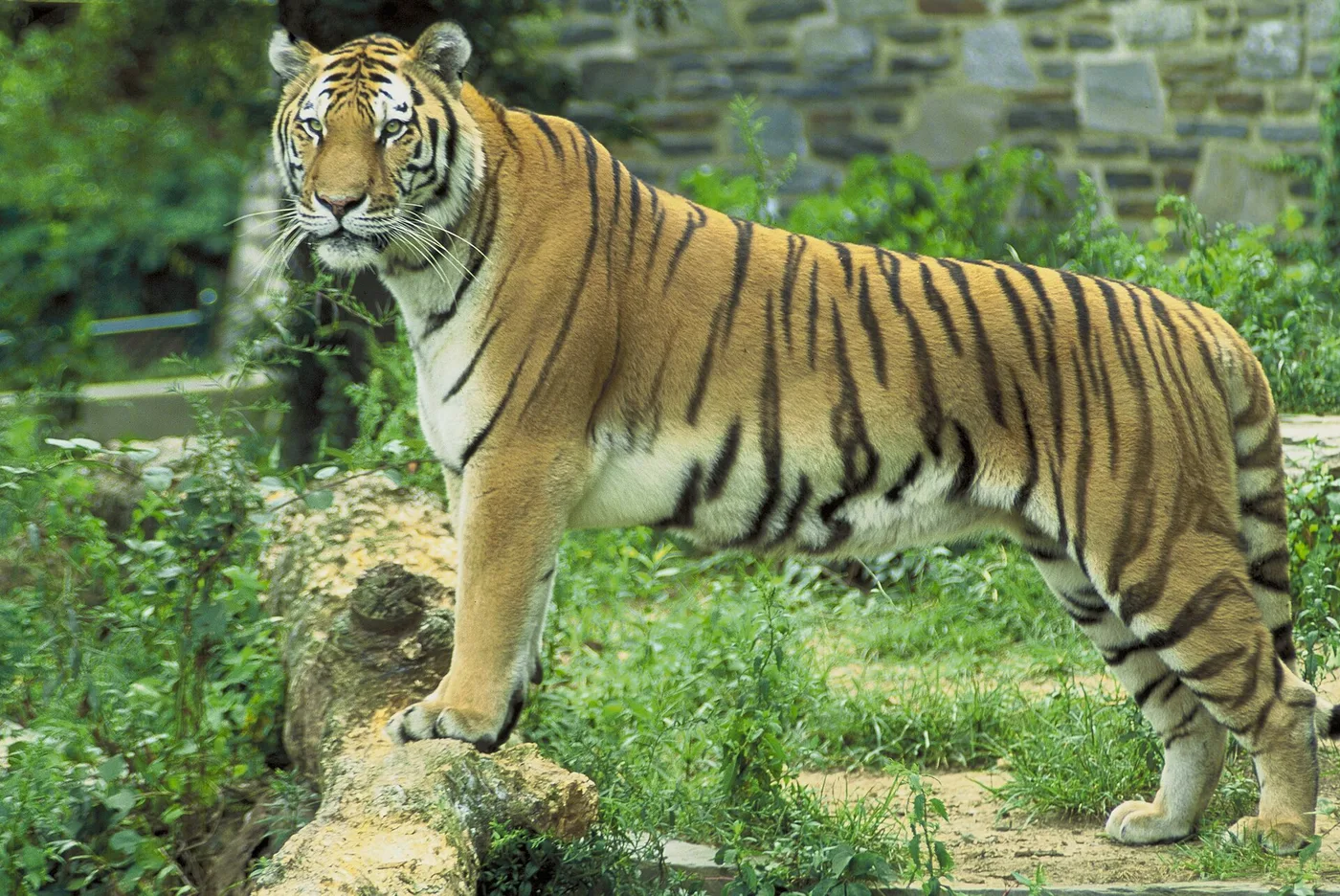 Çimenlik alanda yürüyen Bengal kaplanı; John ve Karen Hollingsworth imzalı 2003 tarihli arşiv fotoğrafı.