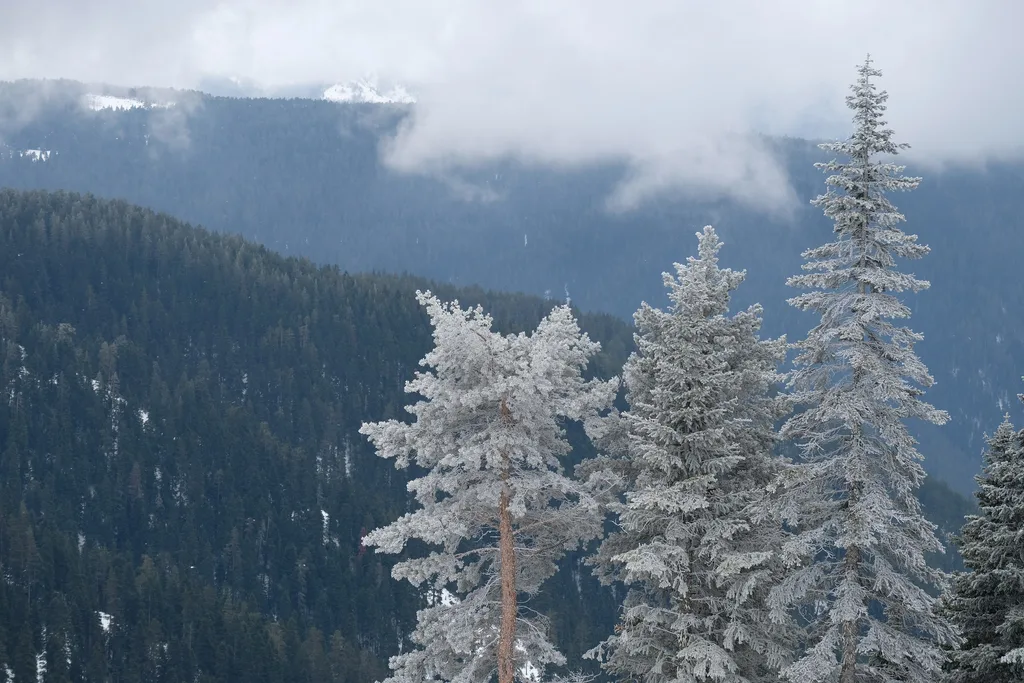 Ilgaz Dağları'nda kırağıyla kaplı çam ve köknar ağaçları