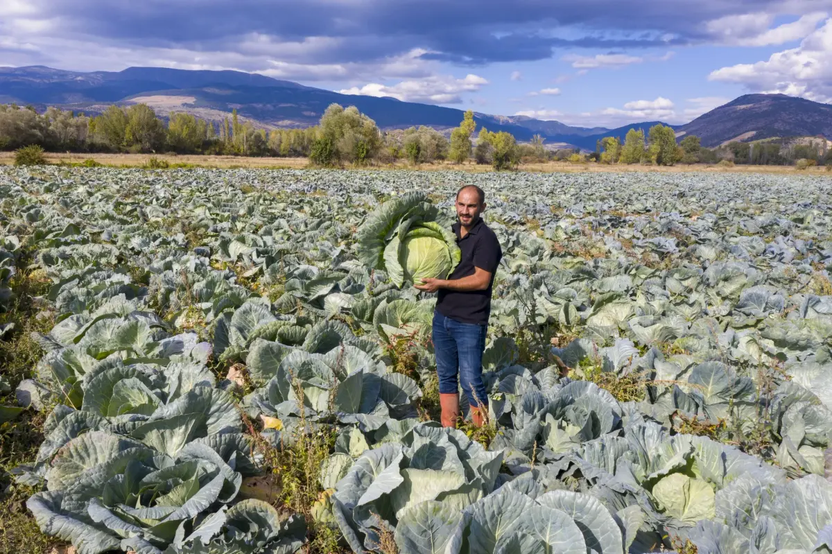 Ilgaz'da ata tohumuyla yetiştirilen dev lahanalar sonbahar hasadının ardından satılıyor