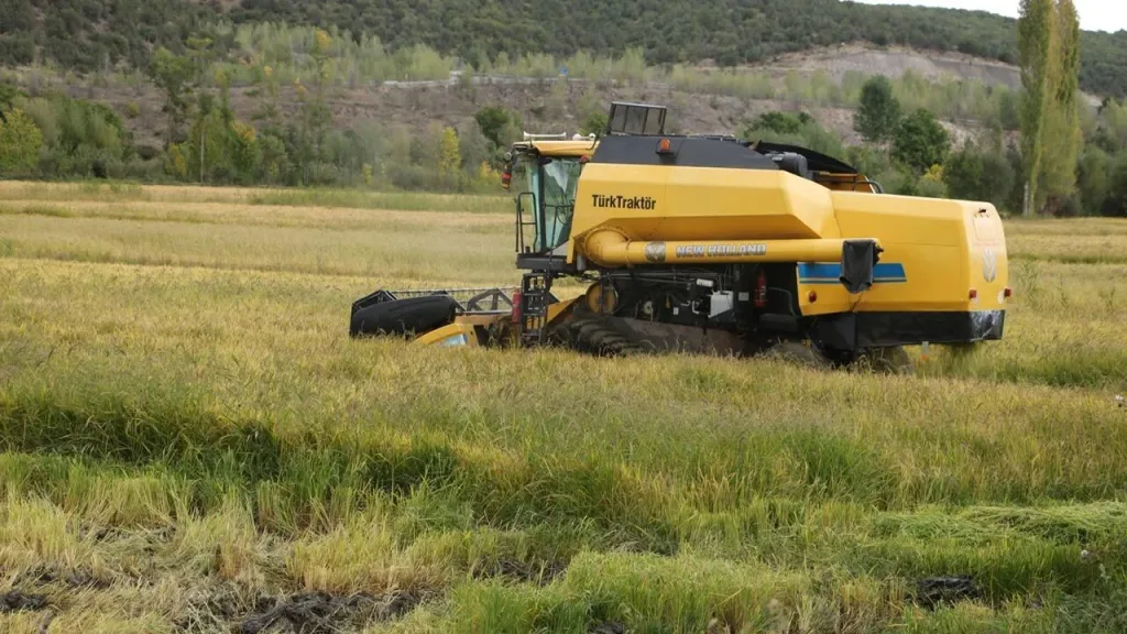 Ilgaz'da Sarı Kılçık pirinci hasadı başladı