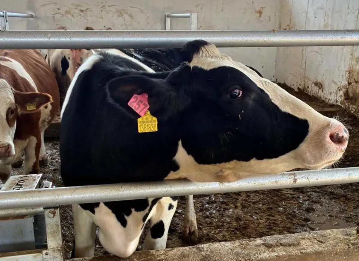 Ahırda kulak küpeli siyah beyaz Holstein inek