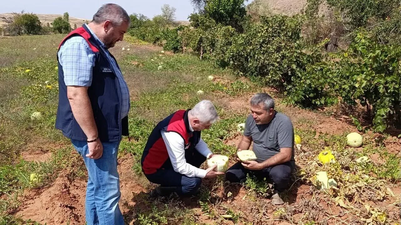 Kızılırmak tarlalarında tarımsal denetim gerçekleşti